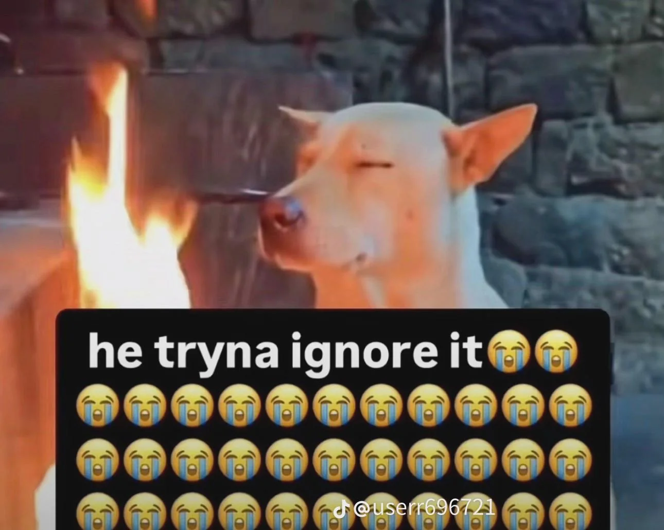 White dog beside a fire with the caption “he tryna ignore it” and rows of crying emojis